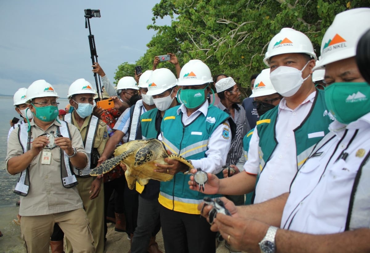 Gubernur Papua Barat Apresiasi Gag Nikel Kembangkan Wisata Penangkaran Penyu