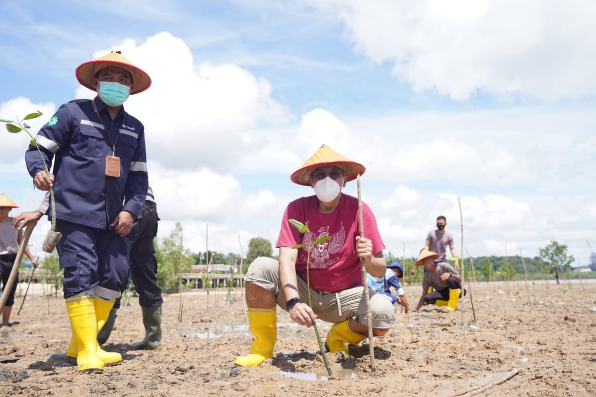 Akselerasi Net Zero Emission, PT Timah dan ESDM Tanam 3000 Mangrove di Pesisir Teluk Rubiah