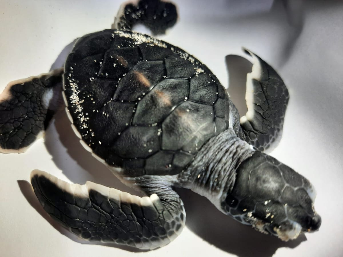 Berhasil Menetas, Bio PT Timah Bakal Lepaskan Ratusan Anak Penyu ke Laut Bangka