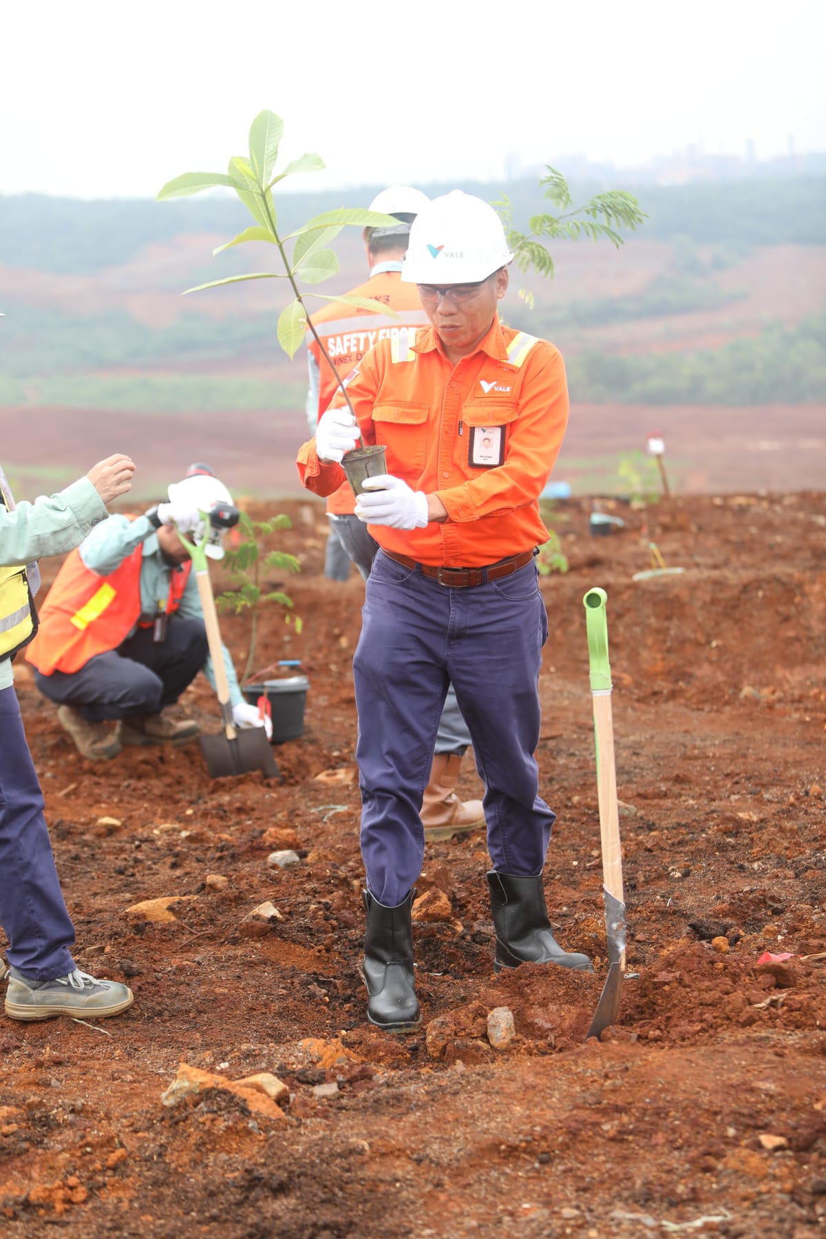 Tanam Pohon di Lahan Reklamasi, PT Vale Wujudkan Komitmen Peduli Lingkungan