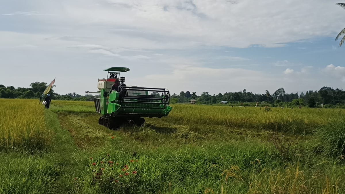 Petani Binaan VALE Desa Ululere Panen Padi Organik Musim Ketiga