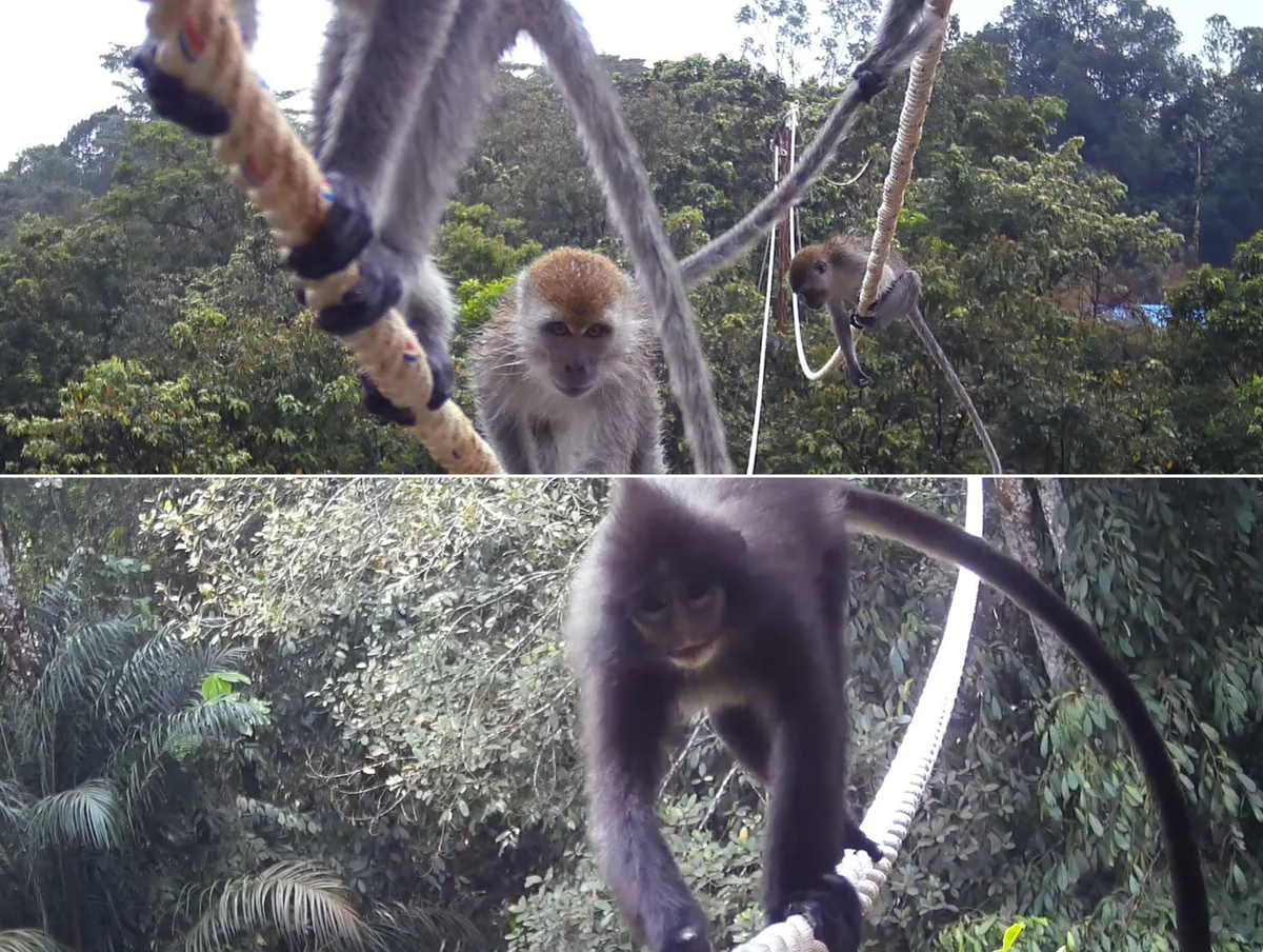 PTAR Perkenalkan Inovasi Jembatan Arboreal Untuk Primata Di Ajang Asian Primate Symposium