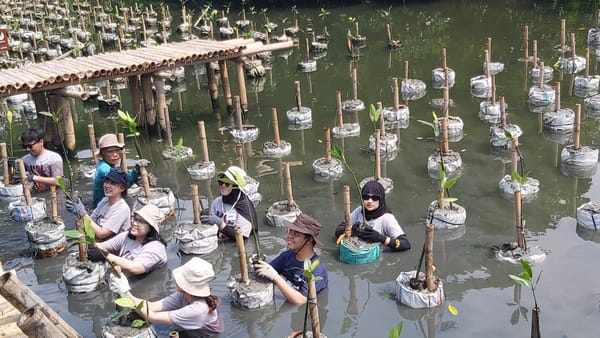 bibit mangrove